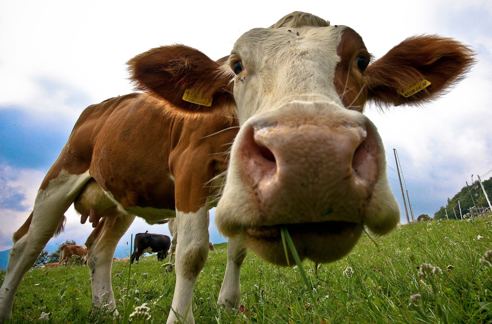 Come far passare una mucca attraverso un foglio? Come far passare una mucca attraverso un foglio?