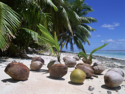 cocotero Cocos nucifera