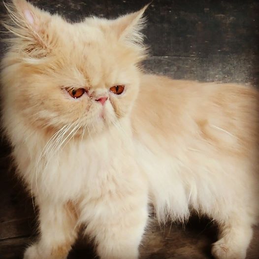 Perbedaan Kucing Persia Medium Flatnose Dan Peaknose Informasi Seputar Kucing