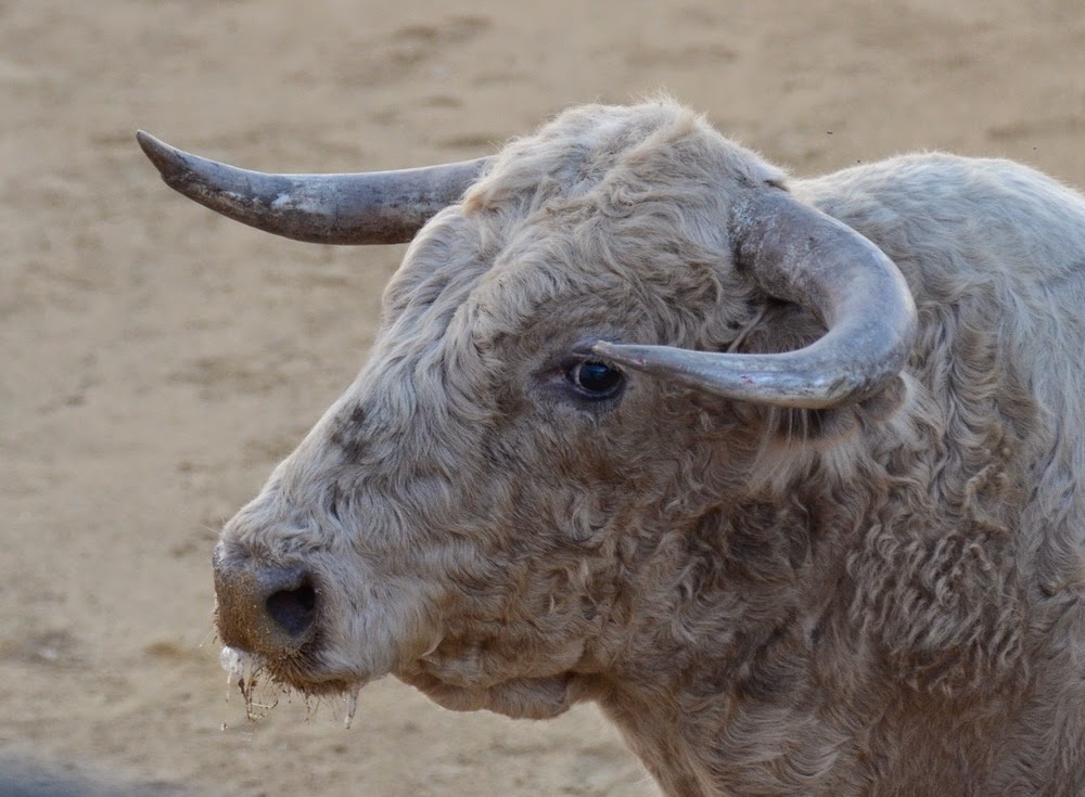 ambitotoros Sobre los pitones de los toros de Prieto de la Cal En Zalamea