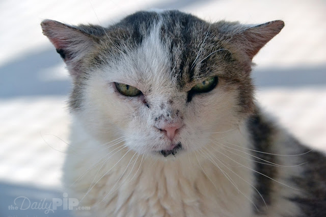 Shelly, The Cats of Quincy House Best Friends Shelly is FIV positive and lives at the The Quincy House at Best Friends in Kanab, Utah