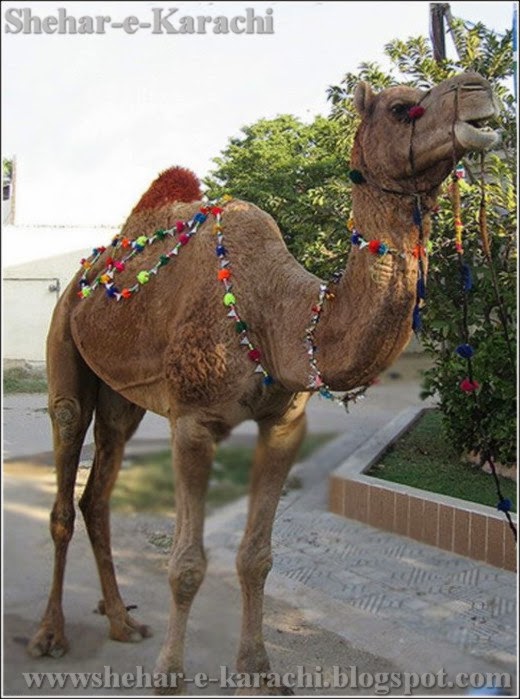 Eid-ul-Azha Qurbani Camel 2014 - Shehar-e-Karachi  News 