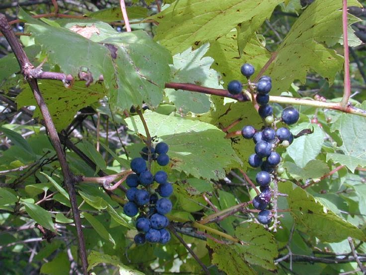 Field Biology in Southeastern Ohio Wild Grapes