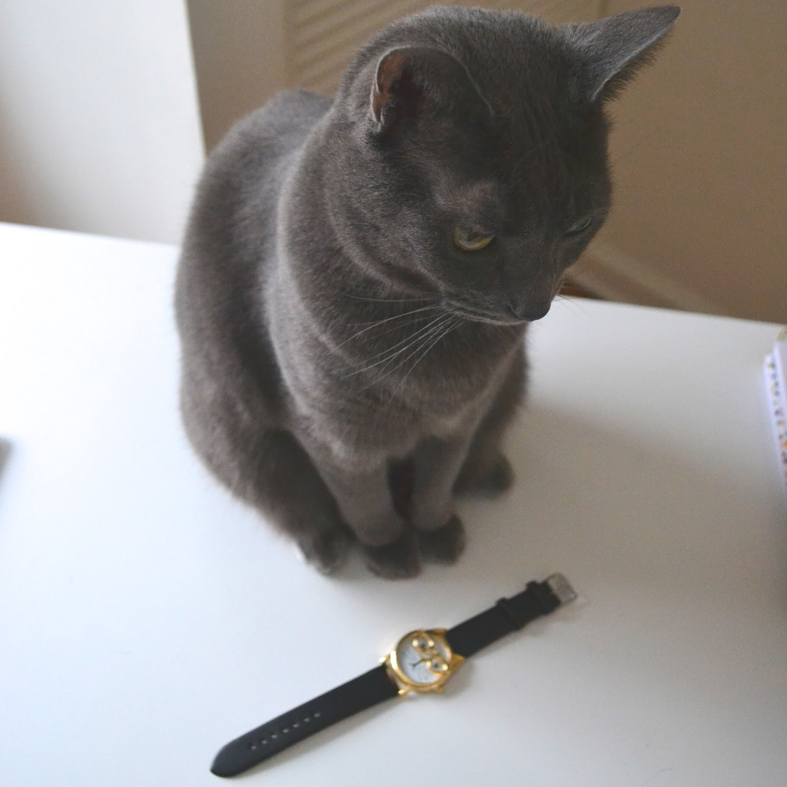 cat match cat match