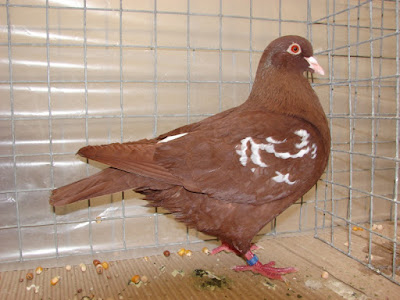 pigeons - red carneaur - red pigeons