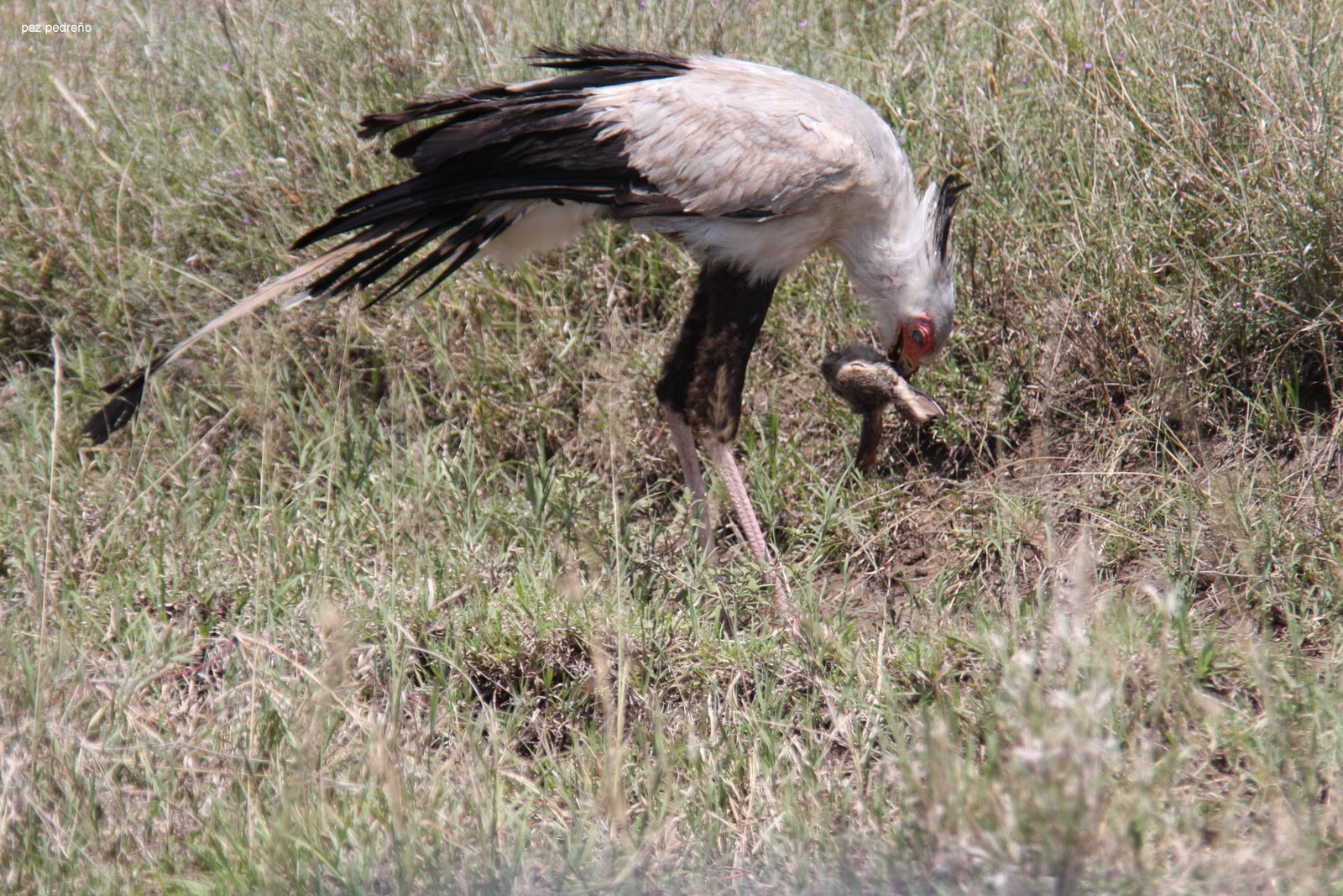 Mi rincón de paz: PAJARO SECRETARIO / SECRETARY BIRD