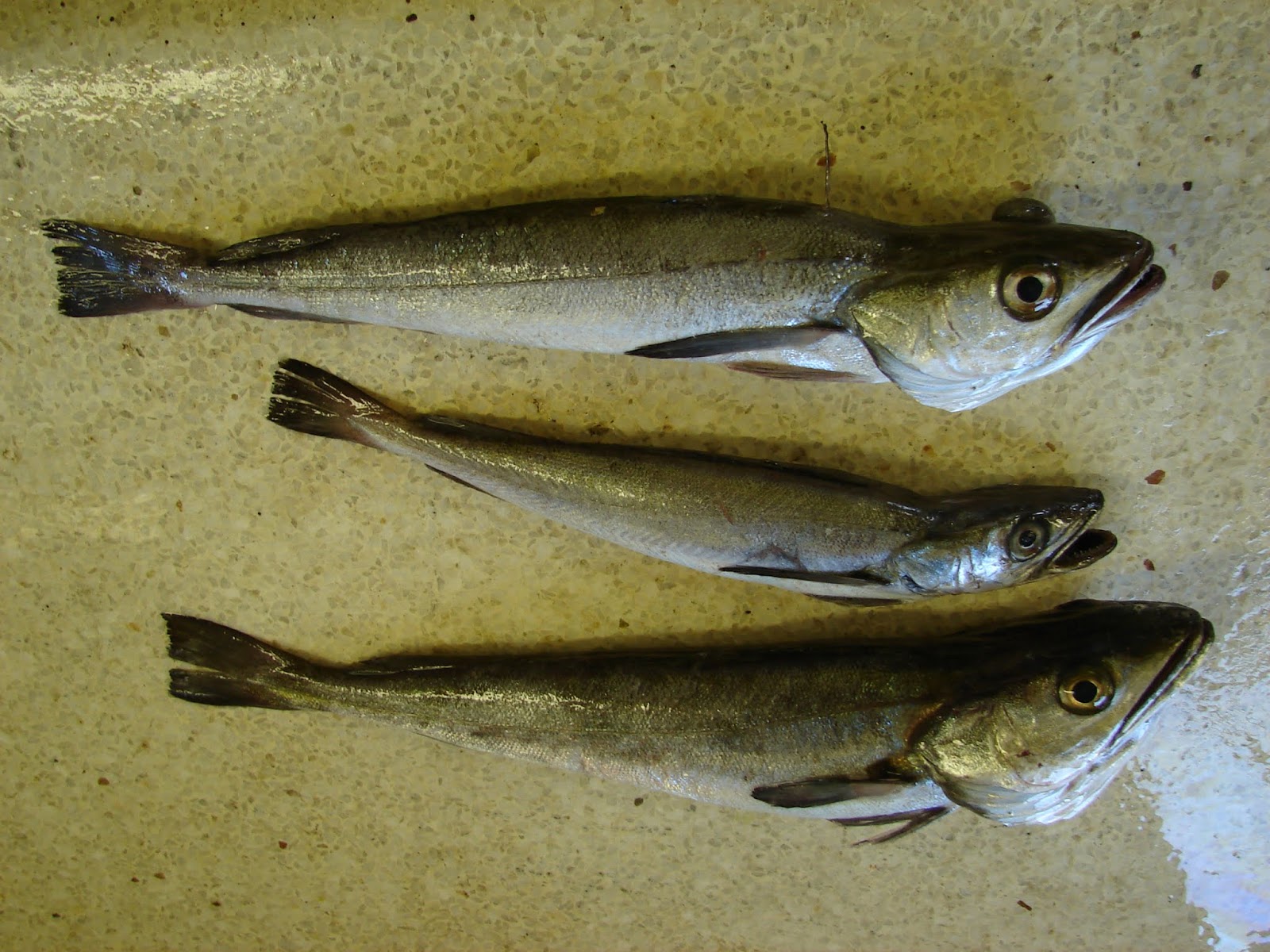 Oppdag Fisk!: Hake/Shallow-Water Cape/Merluccius Capensis (Saltvann)