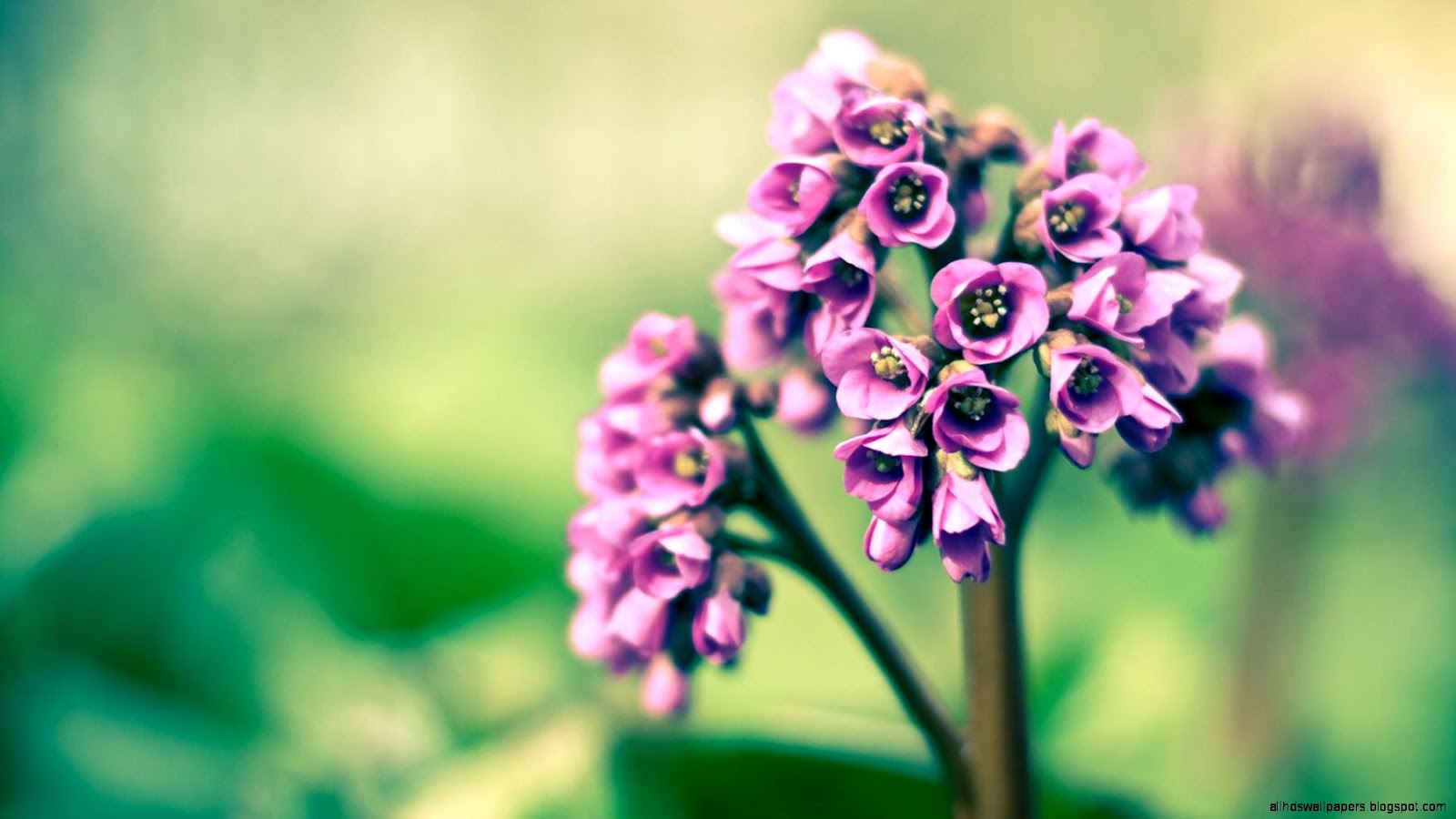 Spring Flowers Facebook Cover