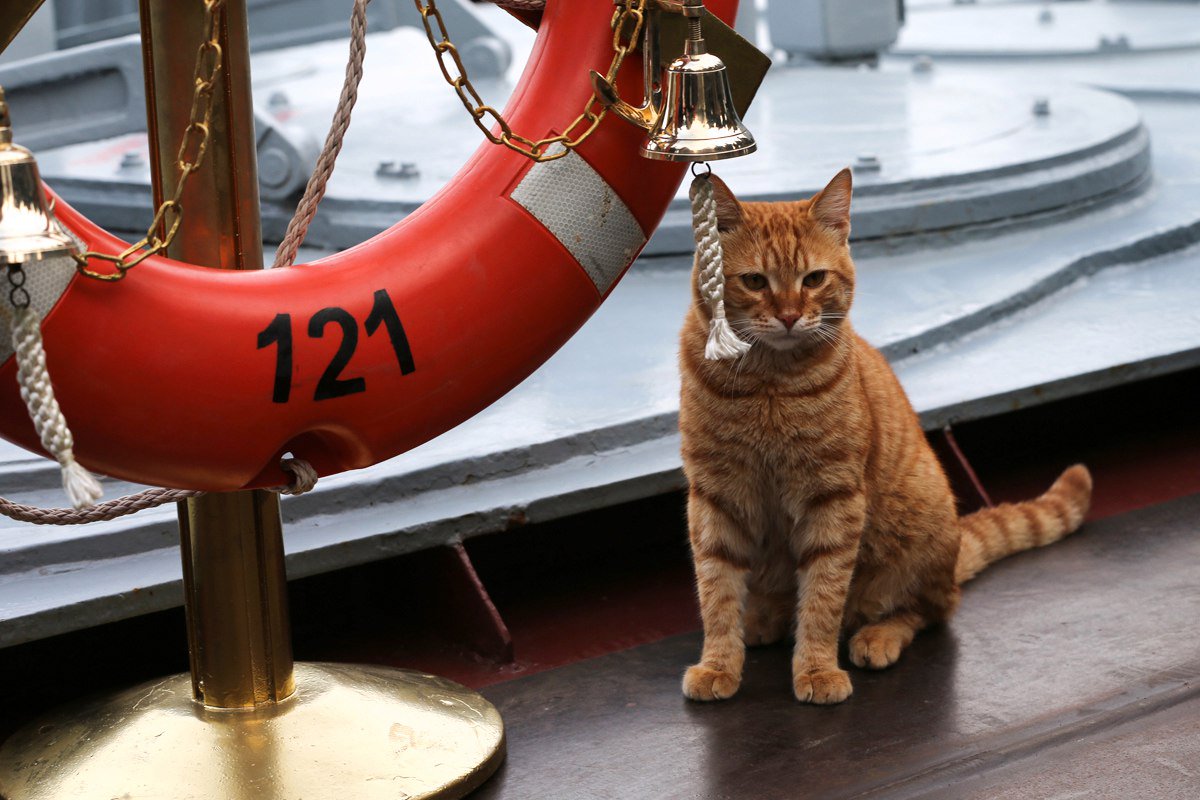 Reminiscence of the Future... Russian Naval Cats Are... Cattier Than
