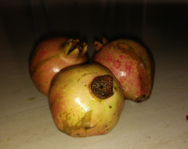 Photo / Picture of Pomegranate Fruit 