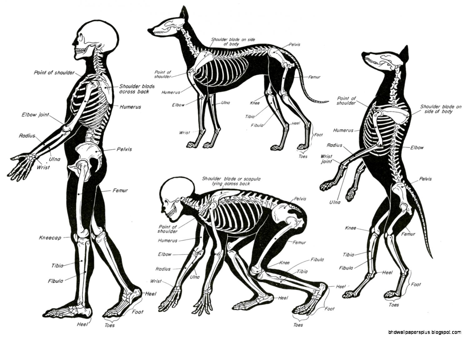 Character and Creature Design Notes 10110