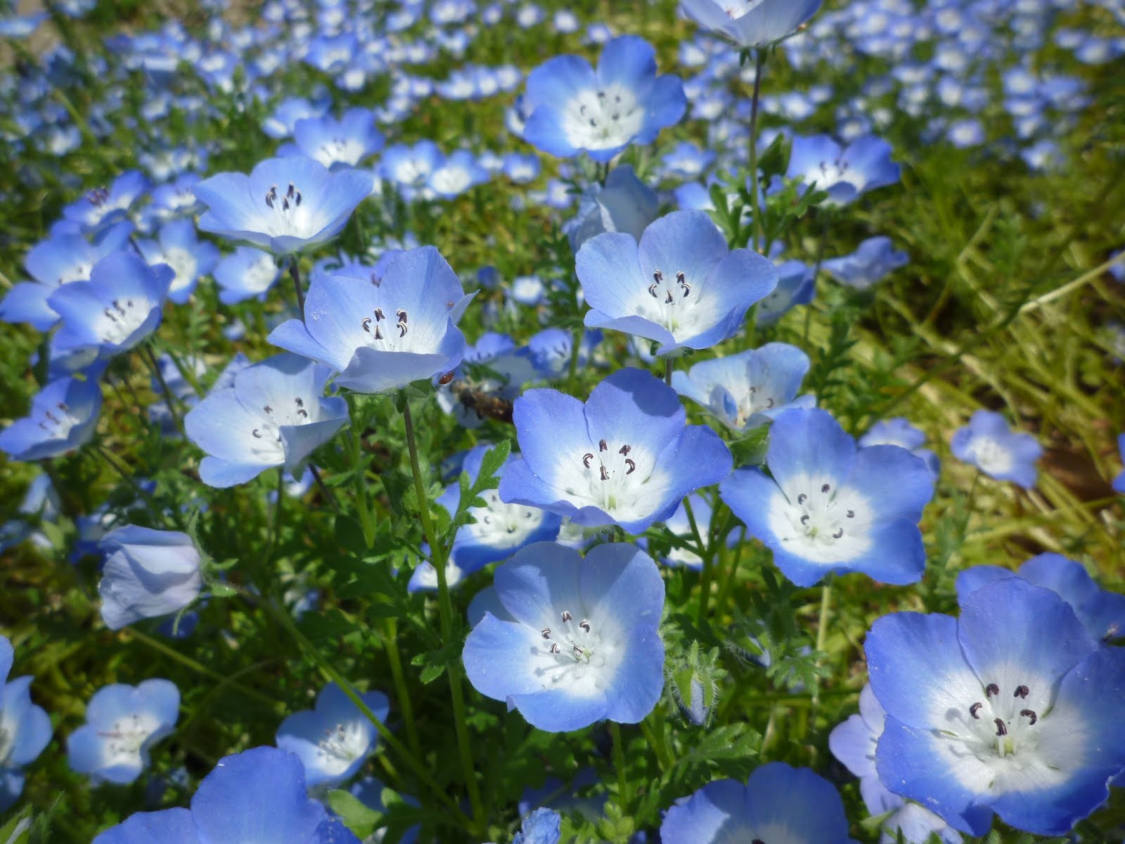広島市植物公園ブログ 4月