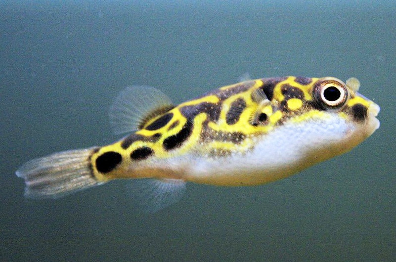 Ikan Hias Air Tawar Akuarium Ikan Hias