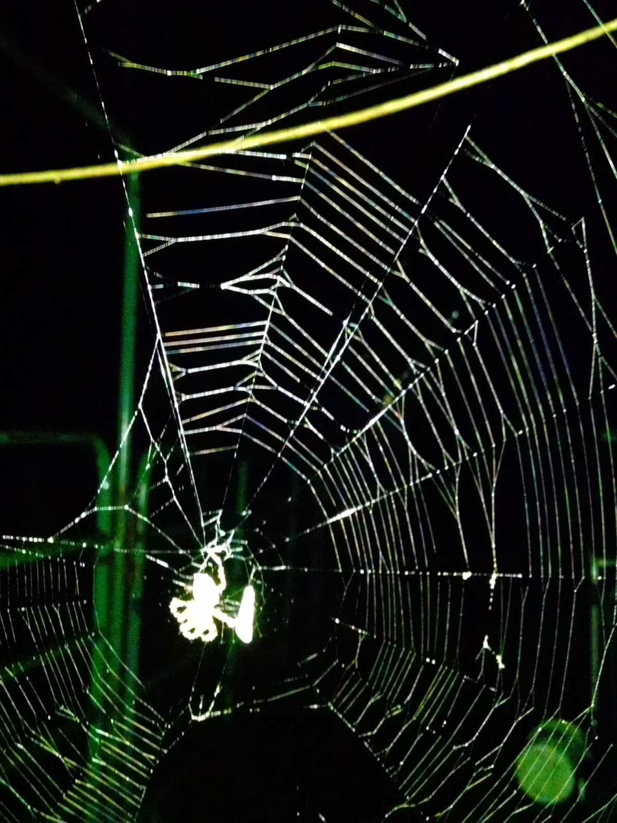 The Poor Farm Scary Night Shift Findings The Poor Farm Scary Night Shift Findings