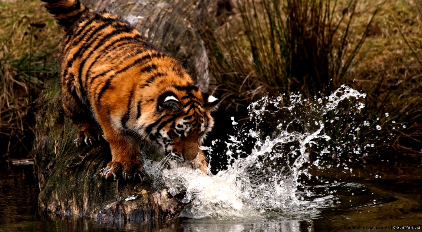 Tigers Playing Water