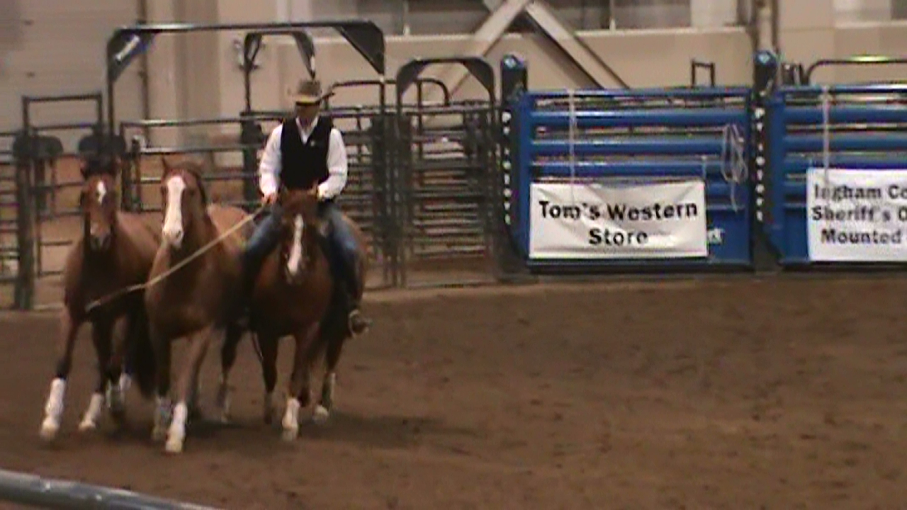 Adventures with Shyloh msu stallion expo