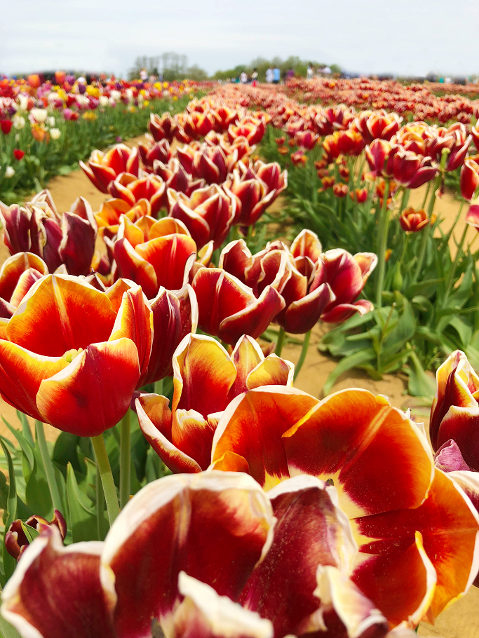 StyleDelights A Day Among Tulip Fields At Holland Ridge Farms, New Jersey
