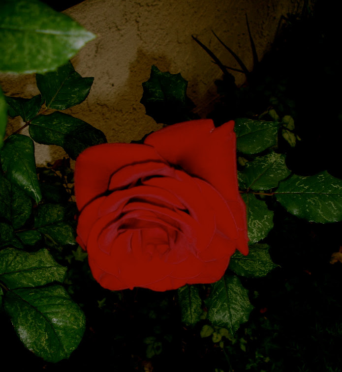 Midnight Rose #101