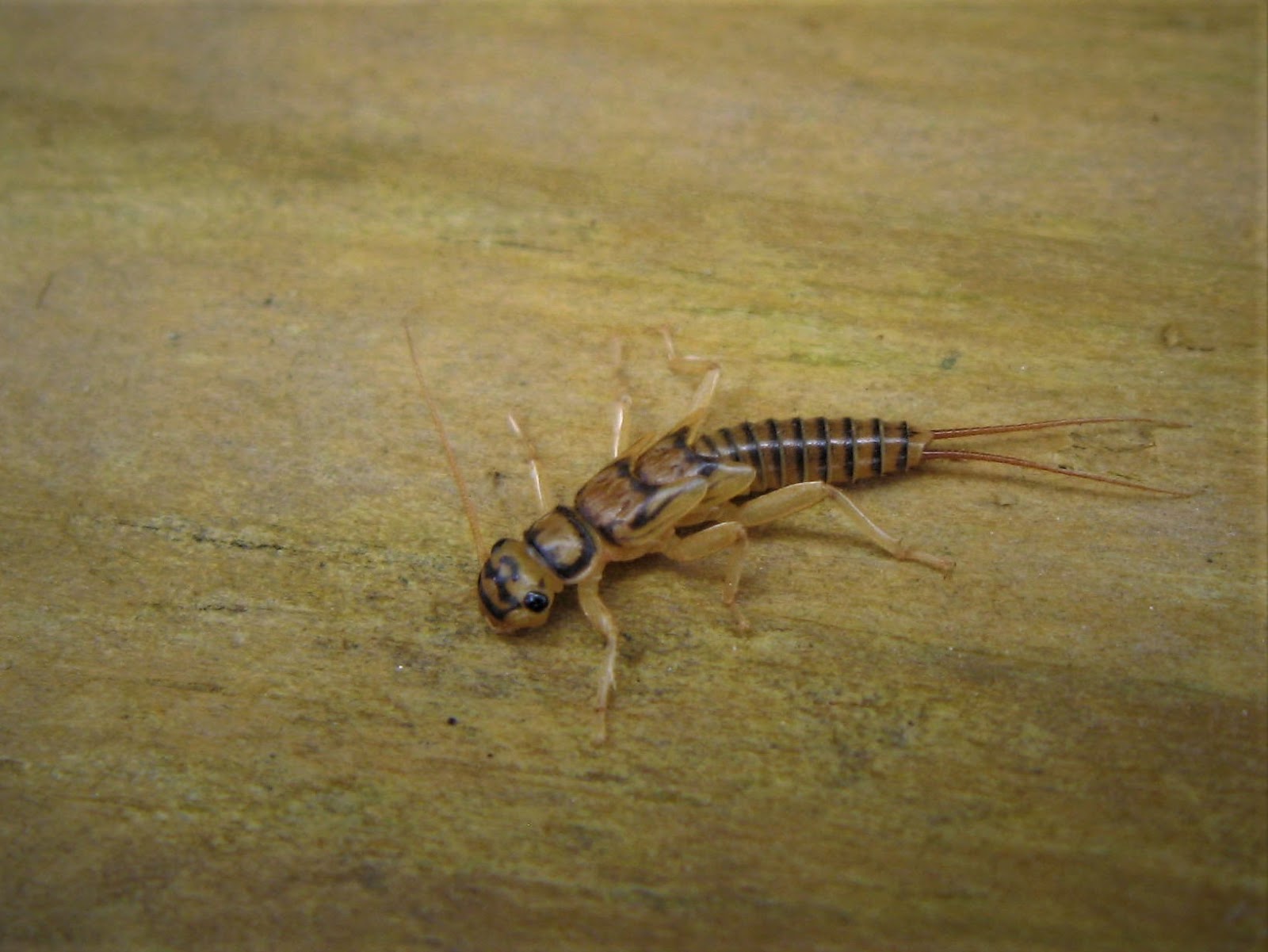 WNY Fly Fishing: WNY Fly Fishing Bugs on the Water