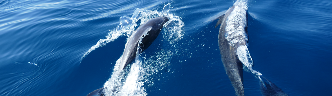 13. September 2016 - Bye, Bye Algarve, Dank an Hanna für die tollen Delfinfotos