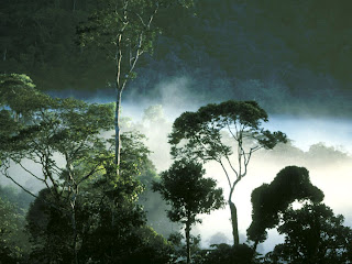 tropical rainforest biome