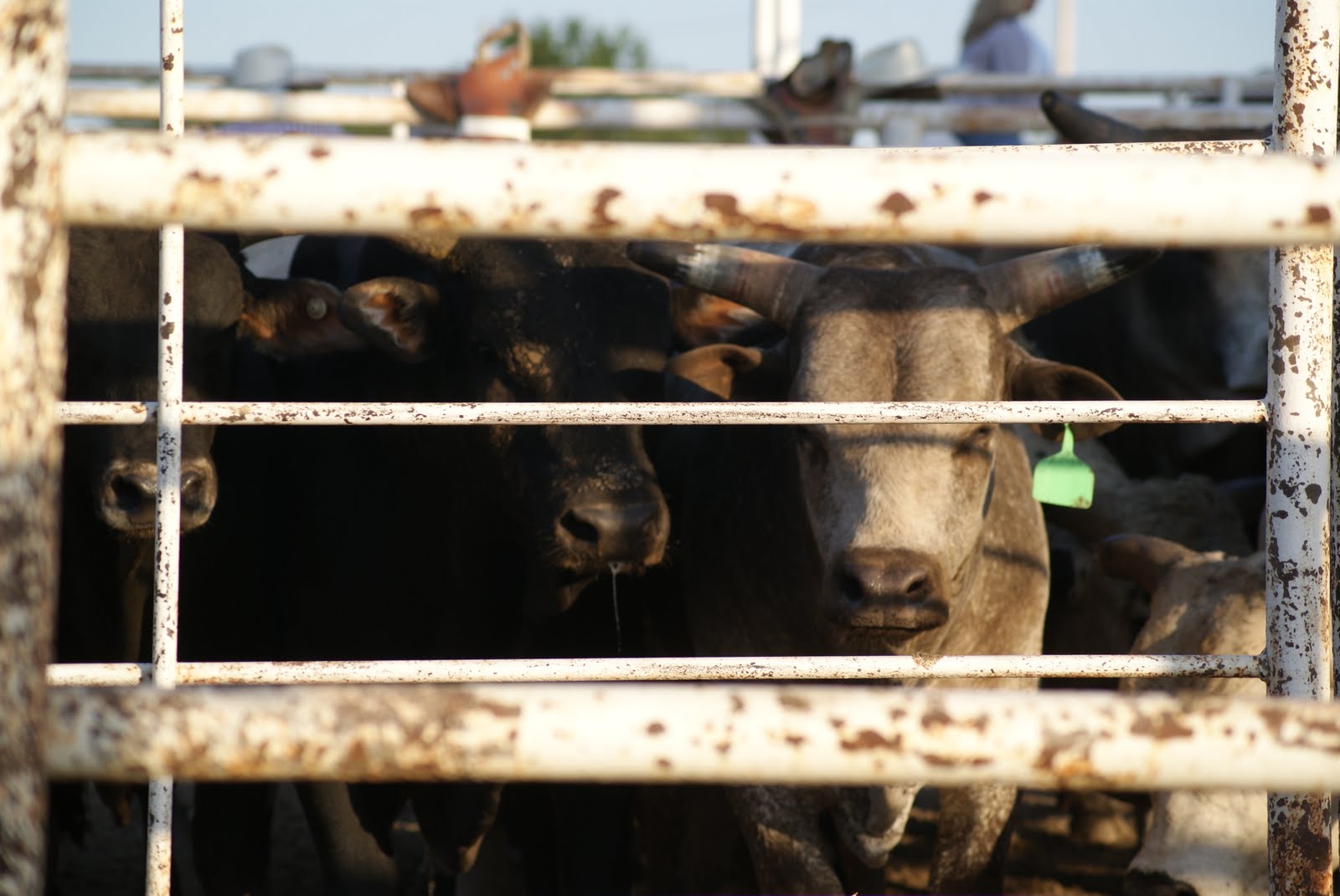 Schragville Rodeo Night in Canton
