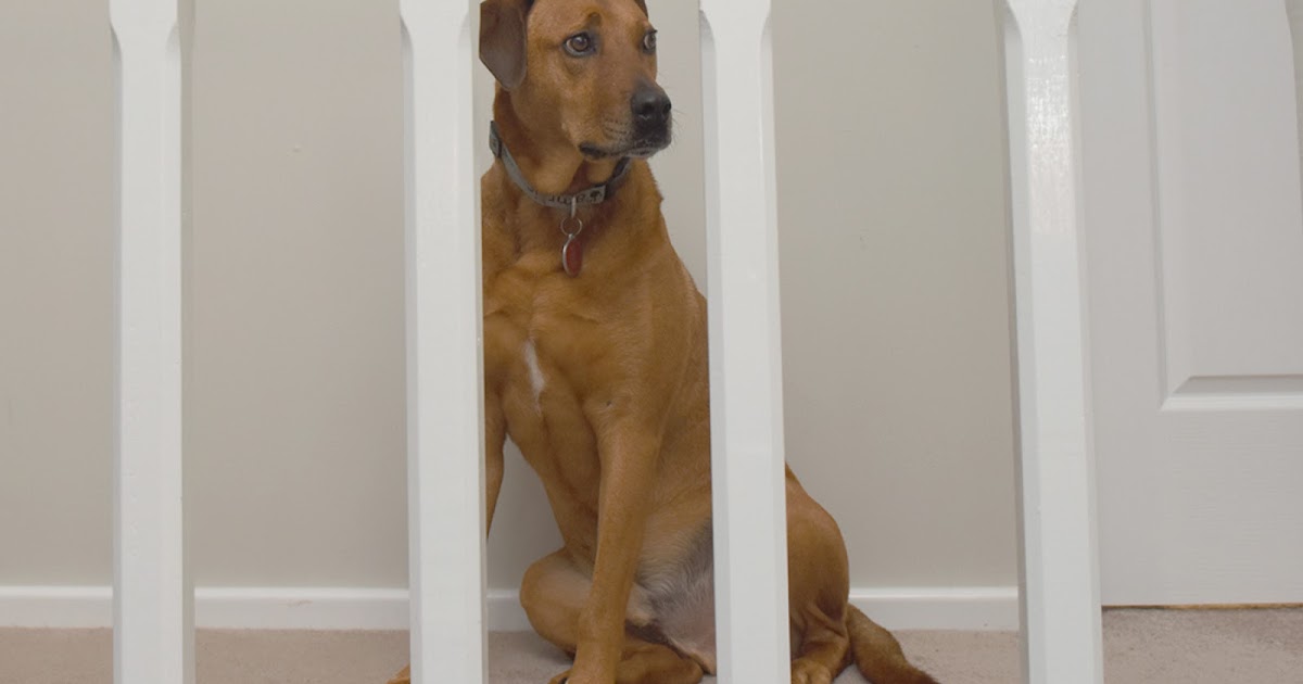 Small Animal Talk Are pets prisoners?