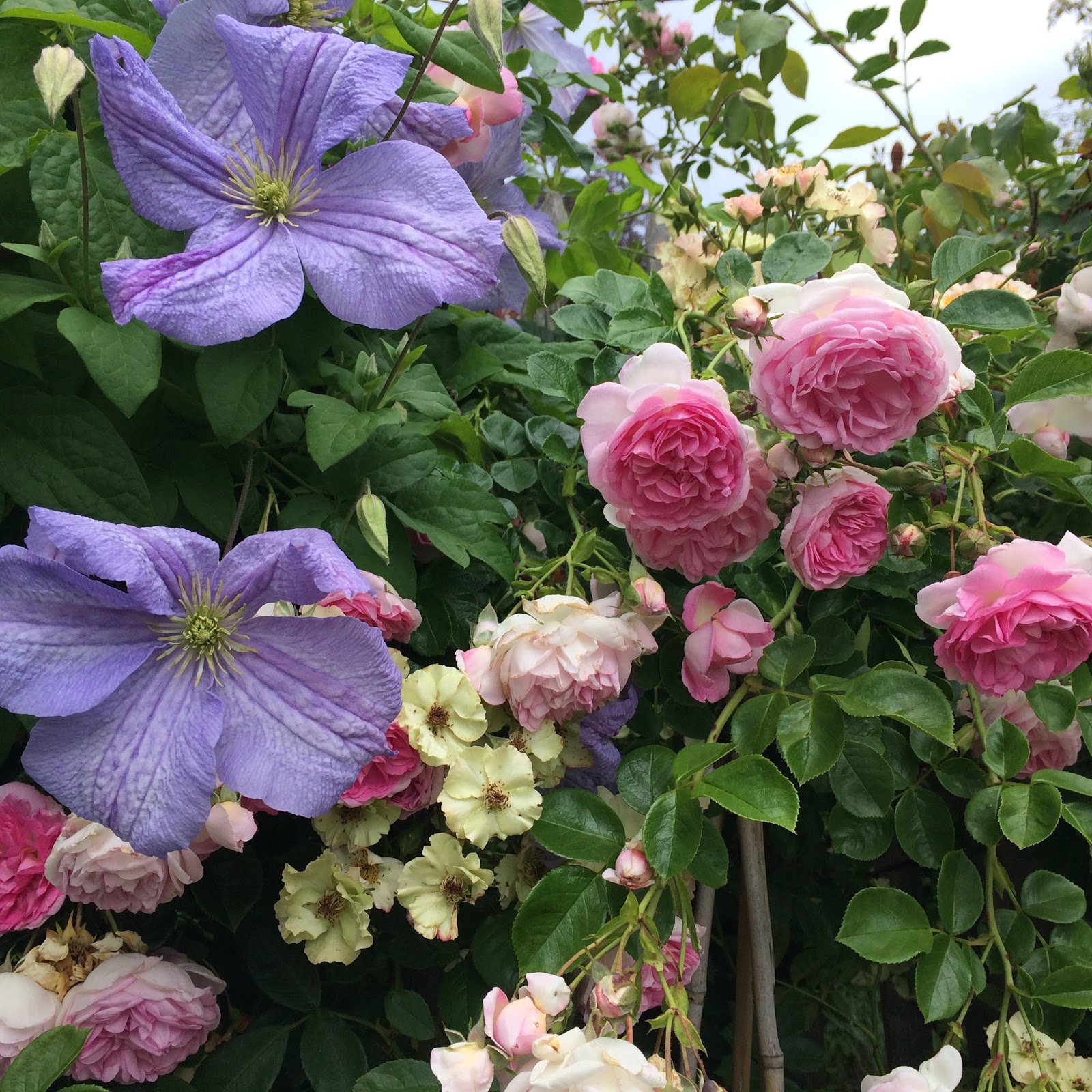 Hydrangea Macrophylla Hortensia Macro Flower Saturday 36