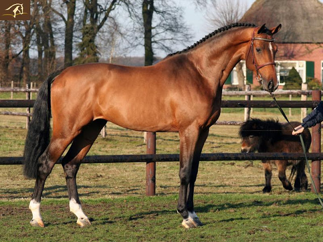 © Benny de Ruiter Stables