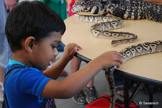 kids touch snakes