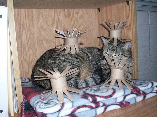 5 Homemade Cat Toys