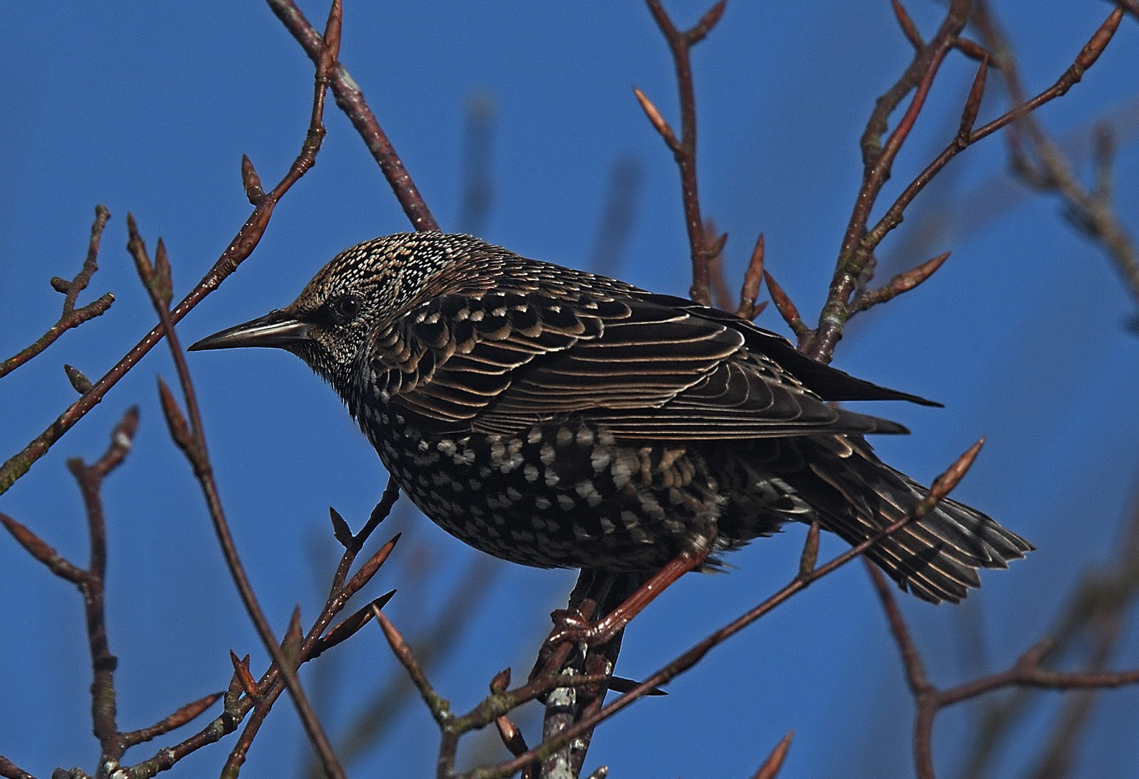 Alan James Photography : Redwing & Starling Portraits