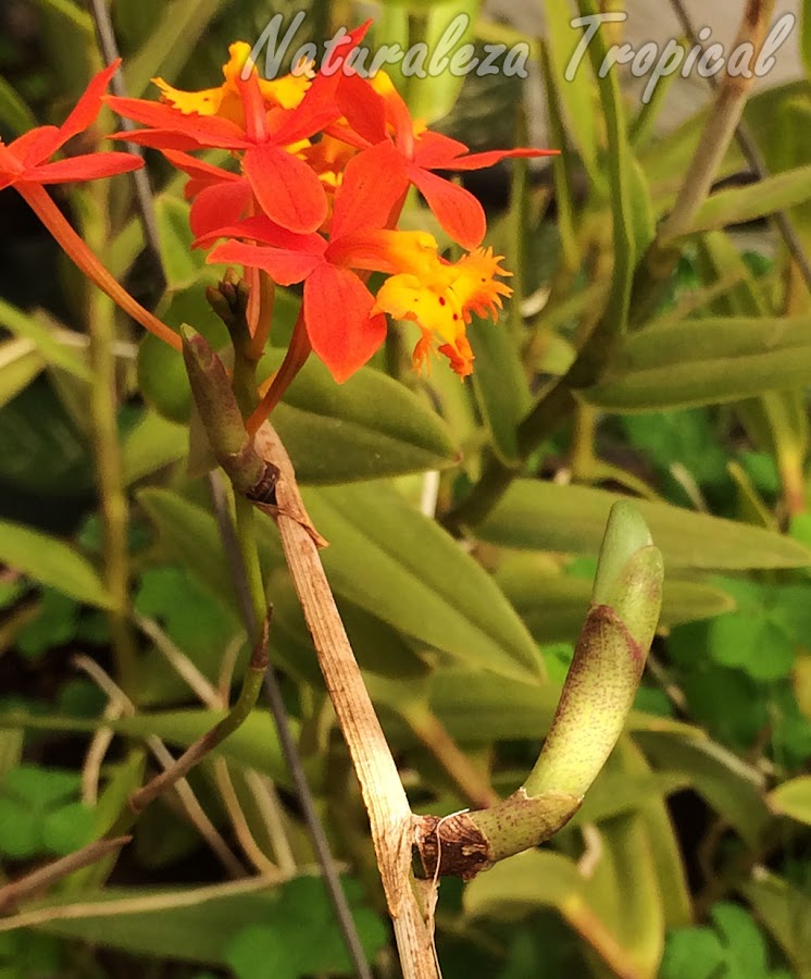 Ramificación en desarrollo en un tallo floral de la orquídea Estrella de Fuego o Arcoíris, Epidendrum radicans