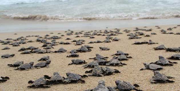 liberacion de tortugas marinas