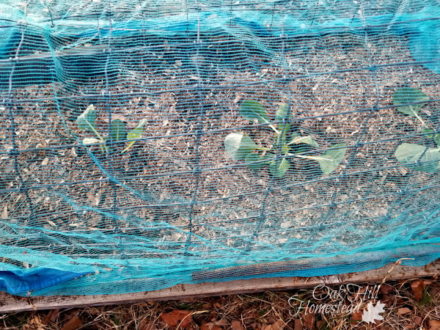 Cabbage plants growing under insect netting