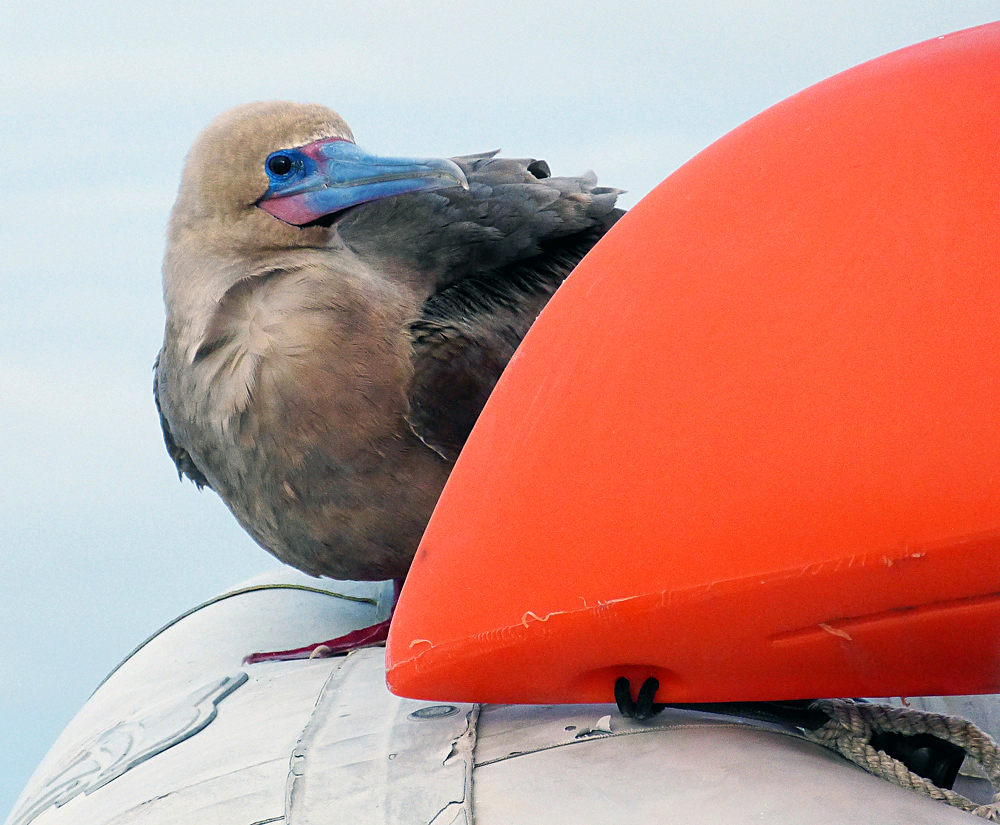 Meksikon lesbot porno