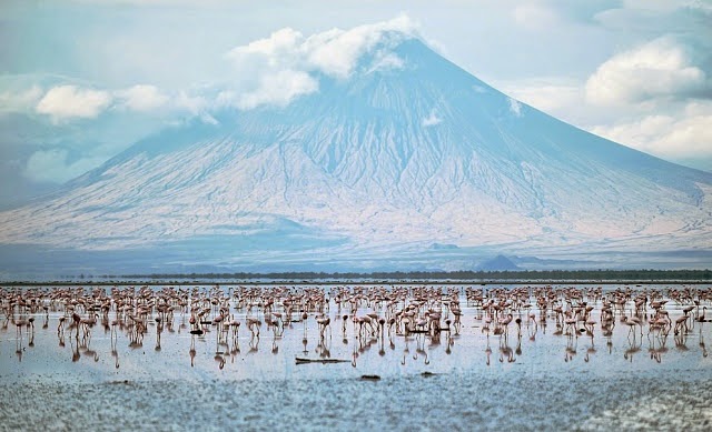 natron lake fish natron lake fish