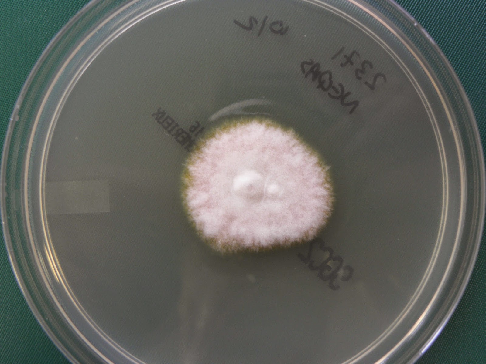 Trichophyton rubrum.– На среде Сабуро