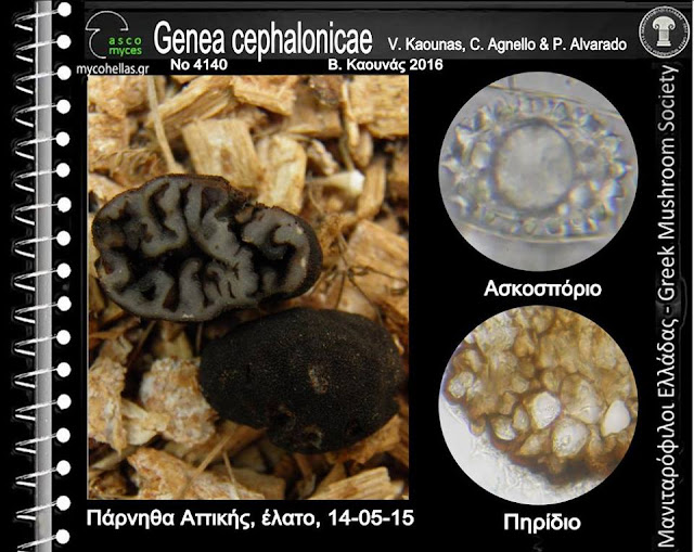 Genea cephalonicae V. Kaounas, C. Agnello & P. Alvarado