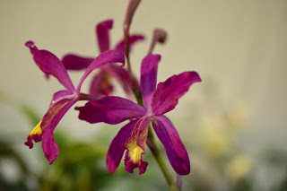 , Mostre primaverili: Horti di Veio e Monteporzio catone 2017, diarid'orchidee