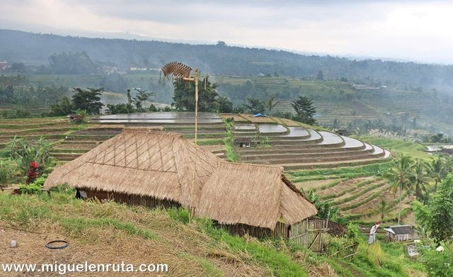 Indonesia-gran-productor-arroz-a-nivel-mundial