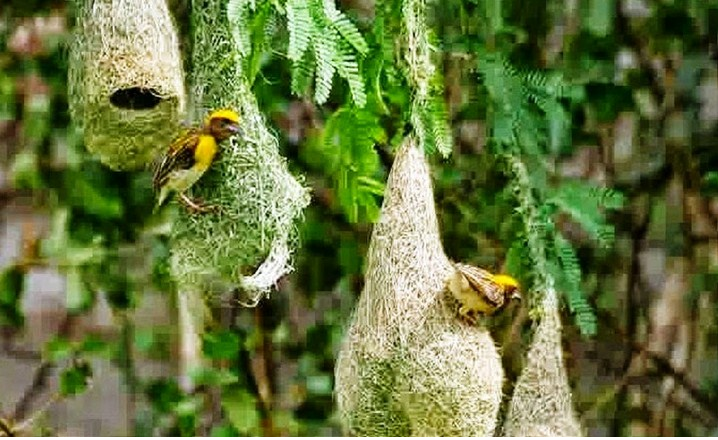 Sarang Burung Manyar