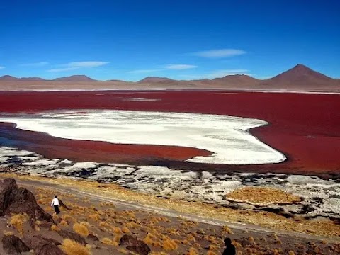 Laguna Colorada: Danau Merah Terbesar di Bolivia