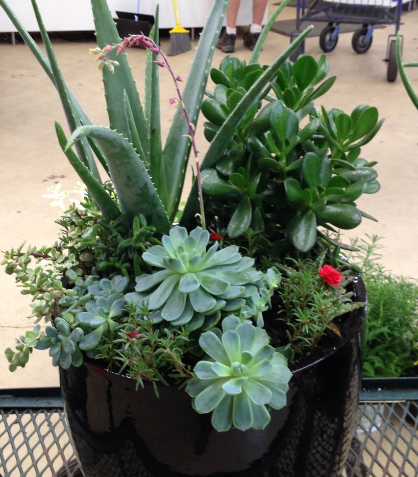 Colorado Mountain Gardener Sedums at High Altitude? Solution