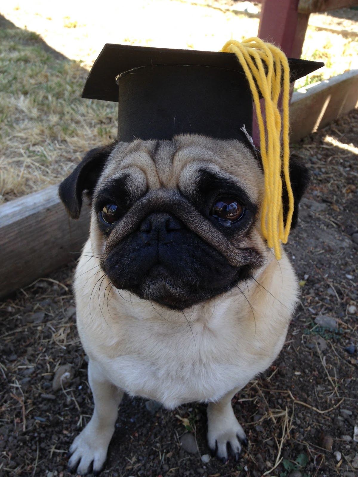 A Bowl of Noodles© Noodles, The Gifted Pug ChewyGoodyBox