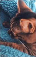 Hilarious Cat GIF • When your clumsy cat gets his tongue stuck on blanket