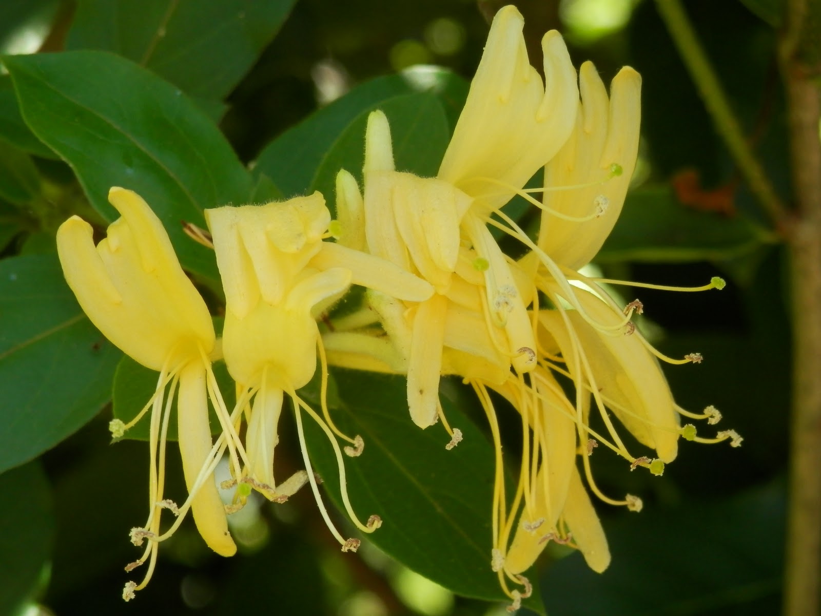 Dosanko in the South: Honeysuckles