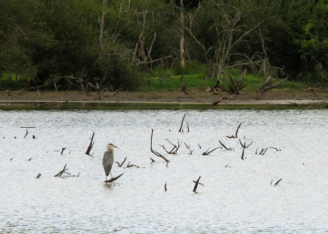 Marais à Sarzeau marais ornithologie bretagne sud