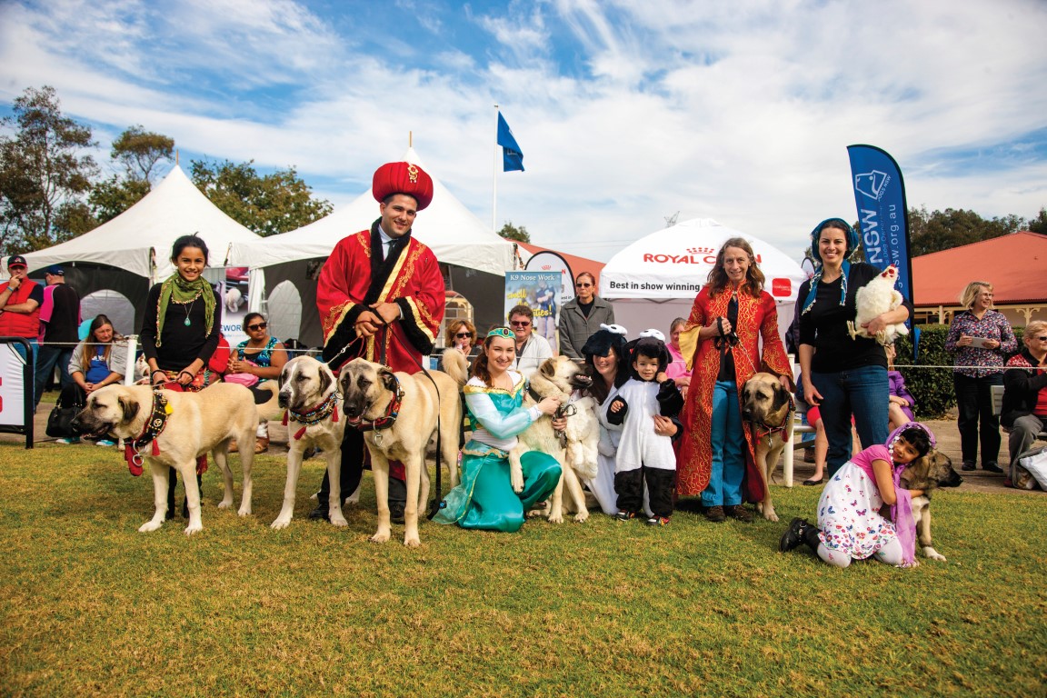 Dogs NSW Dogs on Show 2017 June 17 Australian Dog Lover