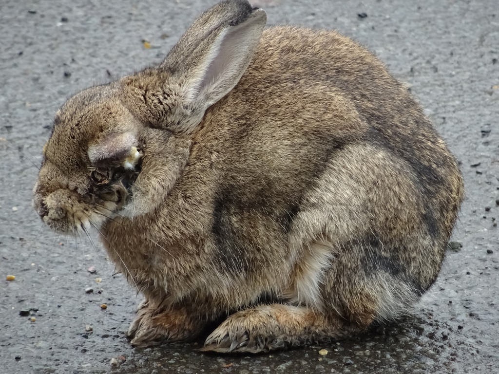 Going Gently: Myxomatosis